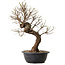 Ulmus parvifolia Nire, 41 cm, ± 8 ans