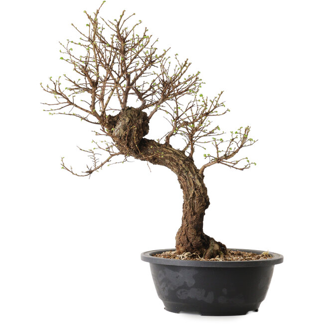 Ulmus parvifolia Nire, 41 cm, ± 8 jaar oud