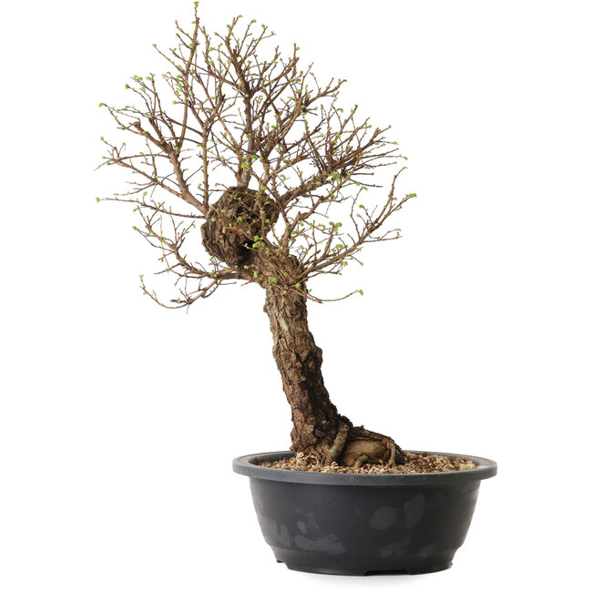 Ulmus parvifolia Nire, 41 cm, ± 8 jaar oud