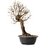 Ulmus parvifolia Nire, 41 cm, ± 8 ans