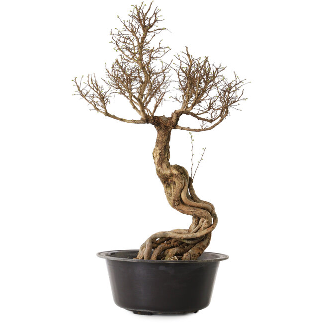 Ulmus parvifolia Nire, 54 cm, ± 8 años