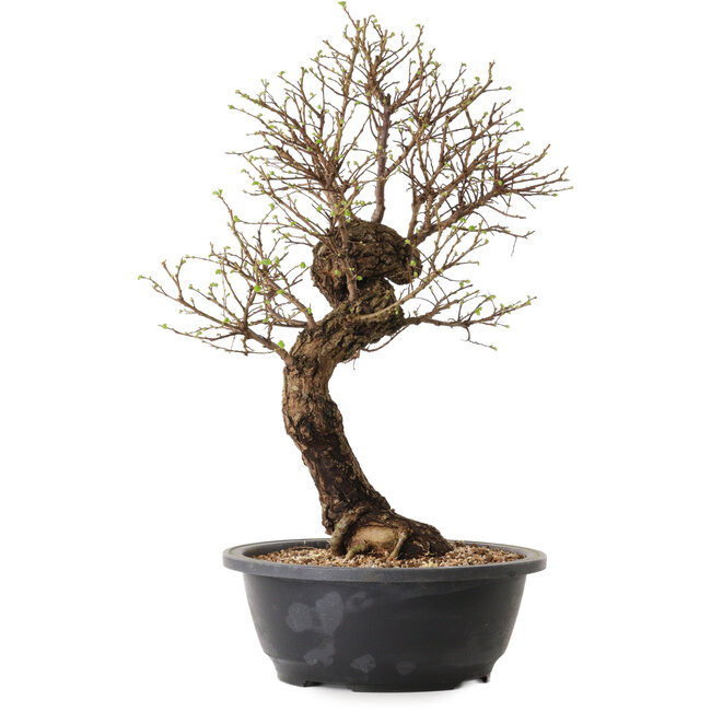 Ulmus parvifolia Nire, 41 cm, ± 8 Jahre alt