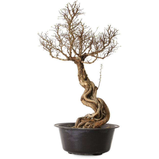 Ulmus parvifolia Nire, 54 cm, ± 8 anni