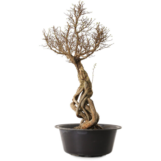 Ulmus parvifolia Nire, 54 cm, ± 8 years old