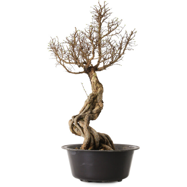 Ulmus parvifolia Nire, 54 cm, ± 8 years old