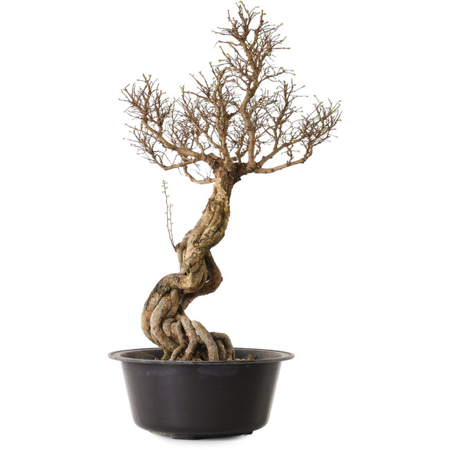 Ulmus parvifolia Nire, 54 cm, ± 8 Jahre alt