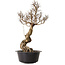Ulmus parvifolia Nire, 54 cm, ± 8 years old