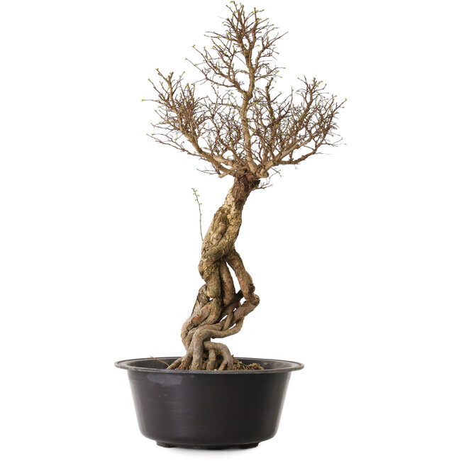 Ulmus parvifolia Nire, 54 cm, ± 8 Jahre alt