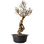 Ulmus parvifolia Nire, 54 cm, ± 8 ans