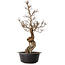 Ulmus parvifolia Nire, 54 cm, ± 8 years old