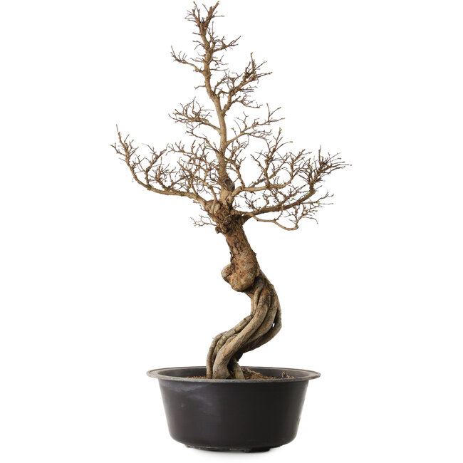 Ulmus parvifolia Nire, 54 cm, ± 8 jaar oud