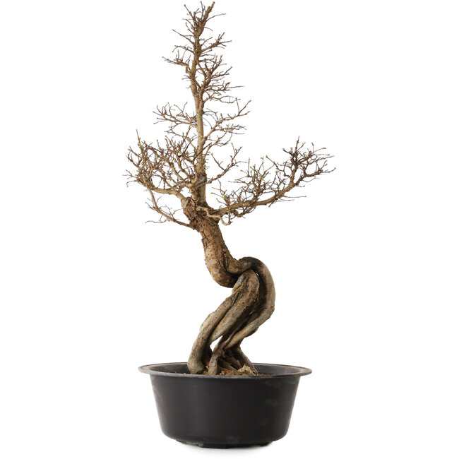 Ulmus parvifolia Nire, 54 cm, ± 8 anni