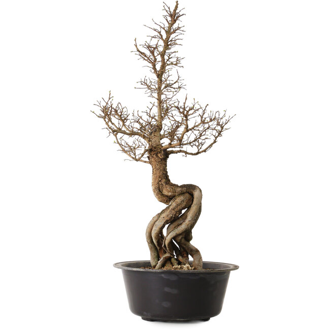 Ulmus parvifolia Nire, 54 cm, ± 8 years old