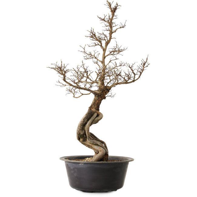 Ulmus parvifolia Nire, 54 cm, ± 8 jaar oud