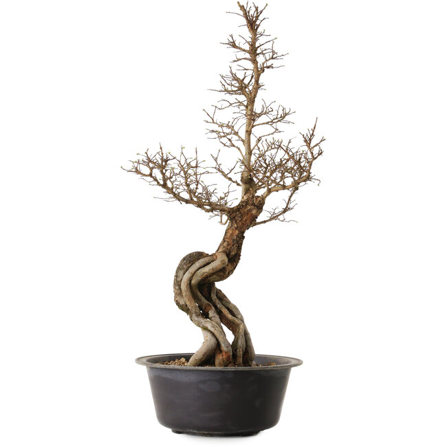 Ulmus parvifolia Nire, 54 cm, ± 8 anni