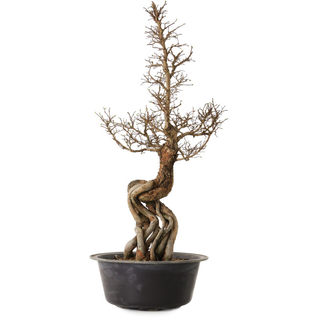 Ulmus parvifolia Nire, 54 cm, ± 8 años