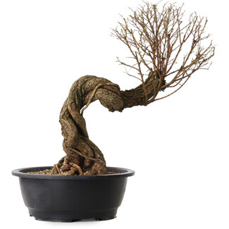 Ulmus parvifolia Nire, 54 cm, ± 8 años