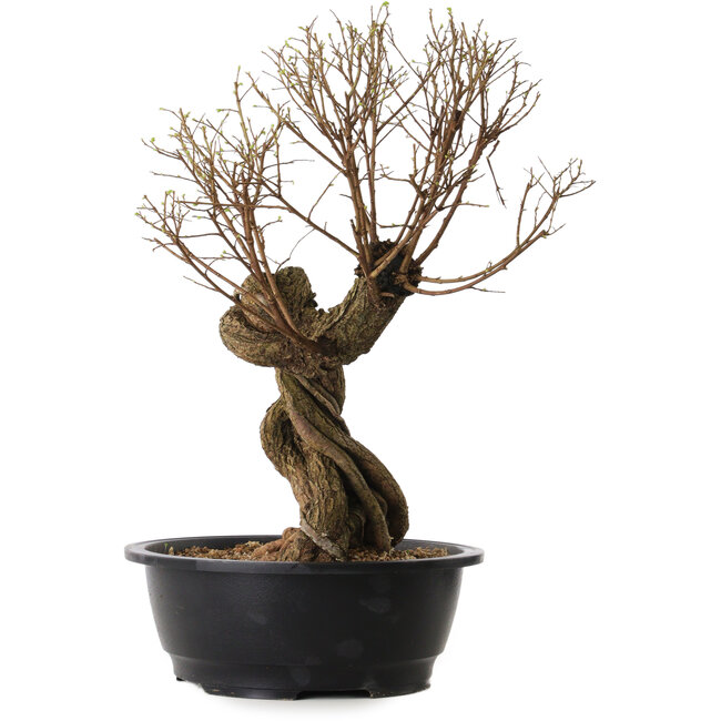 Ulmus parvifolia Nire, 54 cm, ± 8 anni