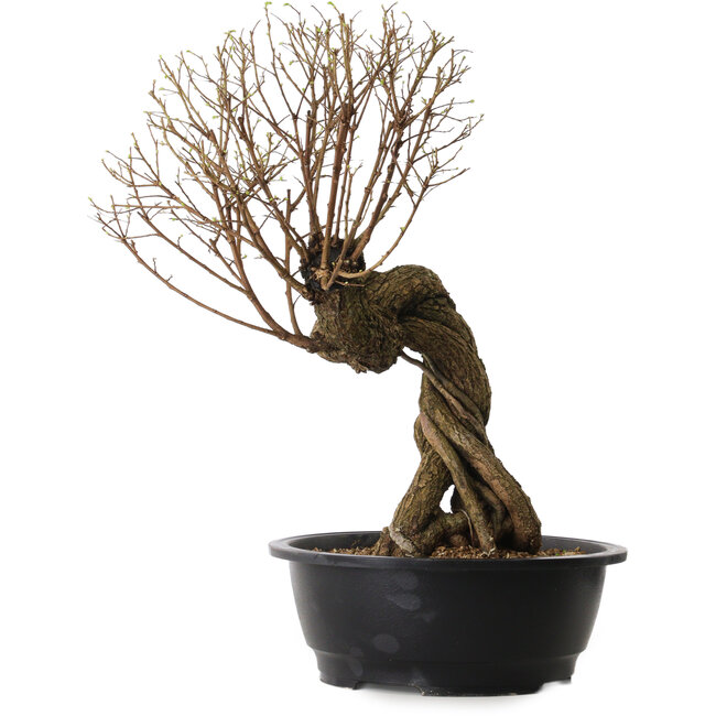 Ulmus parvifolia Nire, 54 cm, ± 8 años