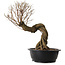 Ulmus parvifolia Nire, 54 cm, ± 8 years old
