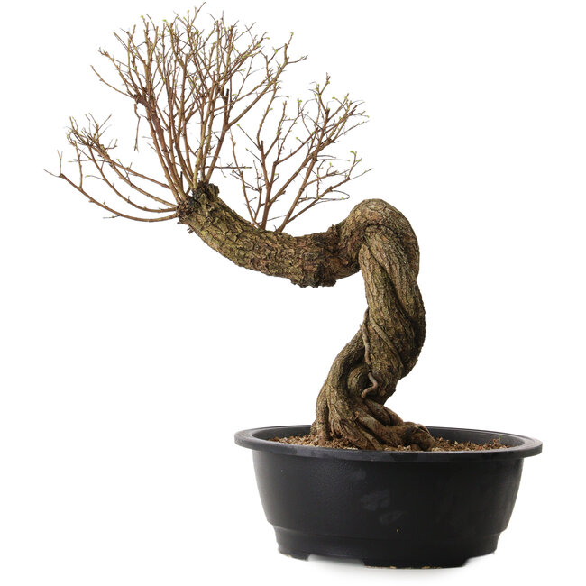 Ulmus parvifolia Nire, 54 cm, ± 8 years old