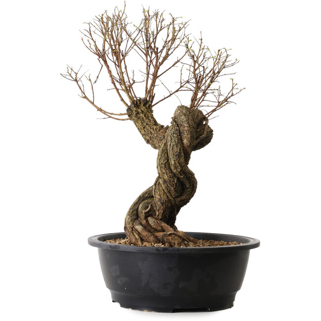 Ulmus parvifolia Nire, 54 cm, ± 8 years old