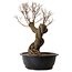 Ulmus parvifolia Nire, 54 cm, ± 8 years old