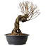 Ulmus parvifolia Nire, 54 cm, ± 8 years old