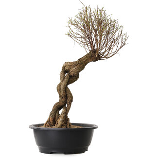 Ulmus parvifolia Nire, 54 cm, ± 8 years old