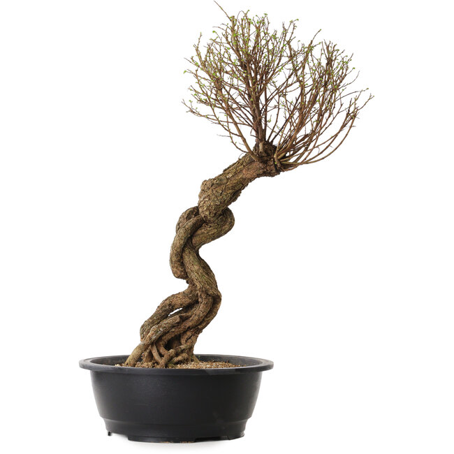 Ulmus parvifolia Nire, 54 cm, ± 8 ans