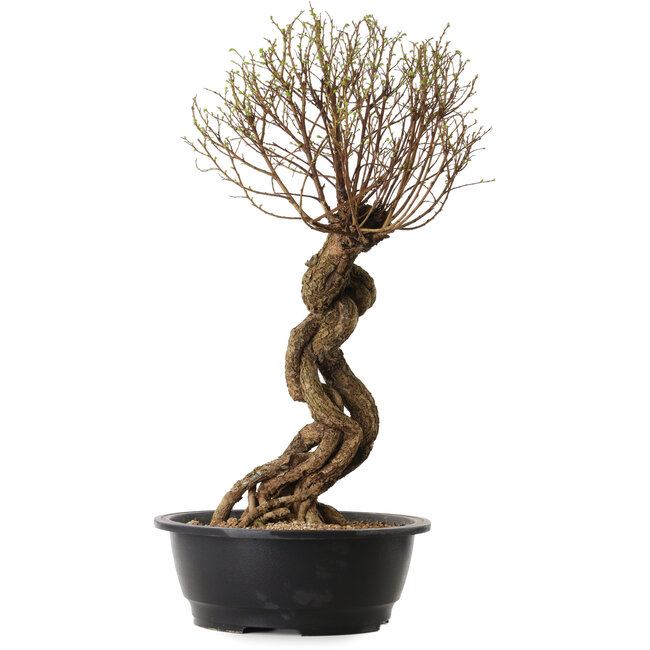 Ulmus parvifolia Nire, 54 cm, ± 8 Jahre alt