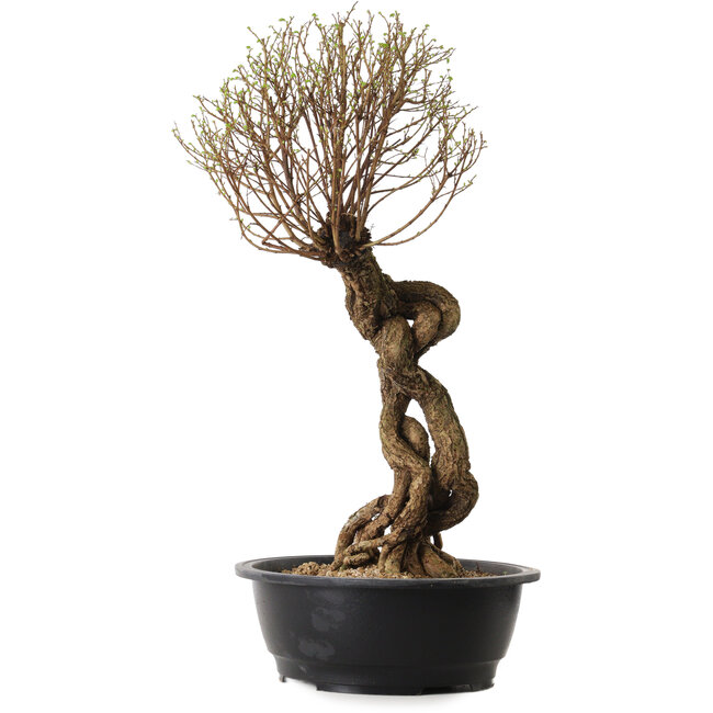 Ulmus parvifolia Nire, 54 cm, ± 8 anni