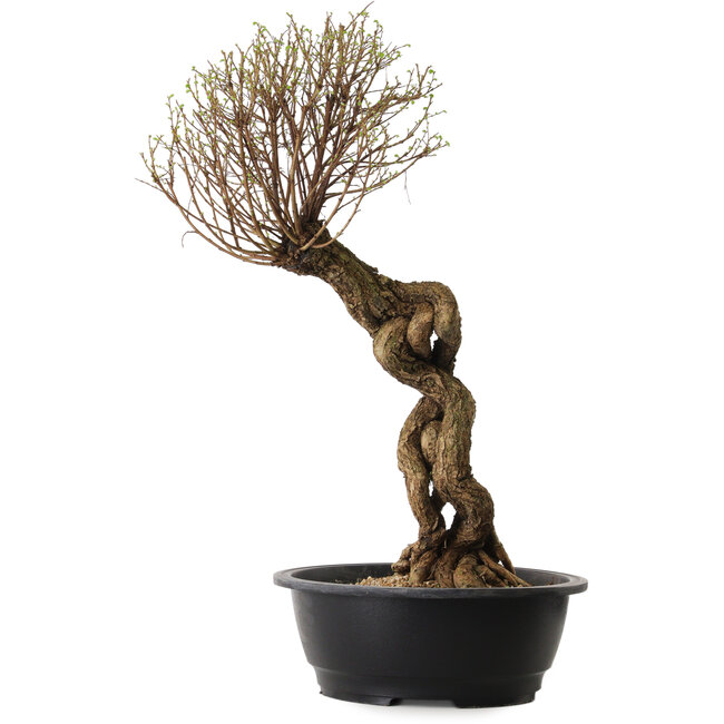 Ulmus parvifolia Nire, 54 cm, ± 8 years old