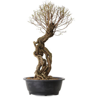 Ulmus parvifolia Nire, 54 cm, ± 8 years old