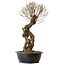 Ulmus parvifolia Nire, 54 cm, ± 8 years old