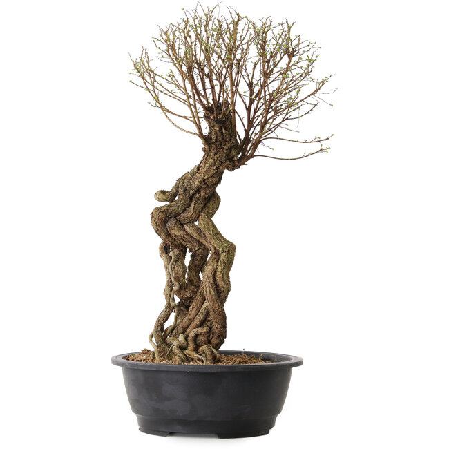 Ulmus parvifolia Nire, 54 cm, ± 8 years old