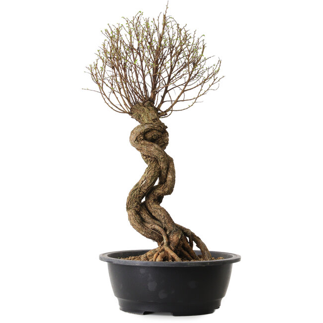 Ulmus parvifolia Nire, 54 cm, ± 8 jaar oud