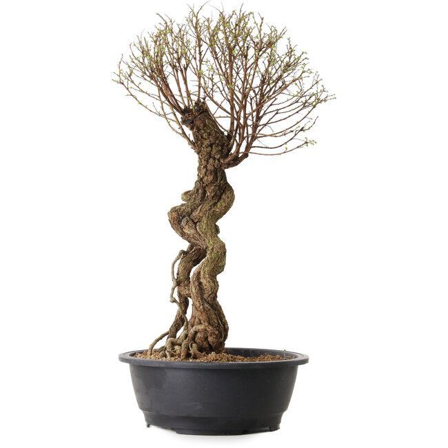 Ulmus parvifolia Nire, 54 cm, ± 8 years old