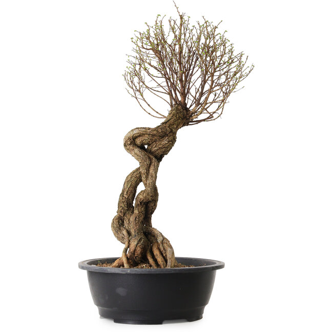 Ulmus parvifolia Nire, 54 cm, ± 8 años