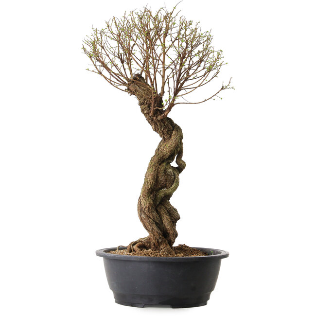 Ulmus parvifolia Nire, 54 cm, ± 8 years old