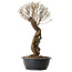 Ulmus parvifolia Nire, 54 cm, ± 8 years old