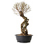 Ulmus parvifolia Nire, 54 cm, ± 8 years old