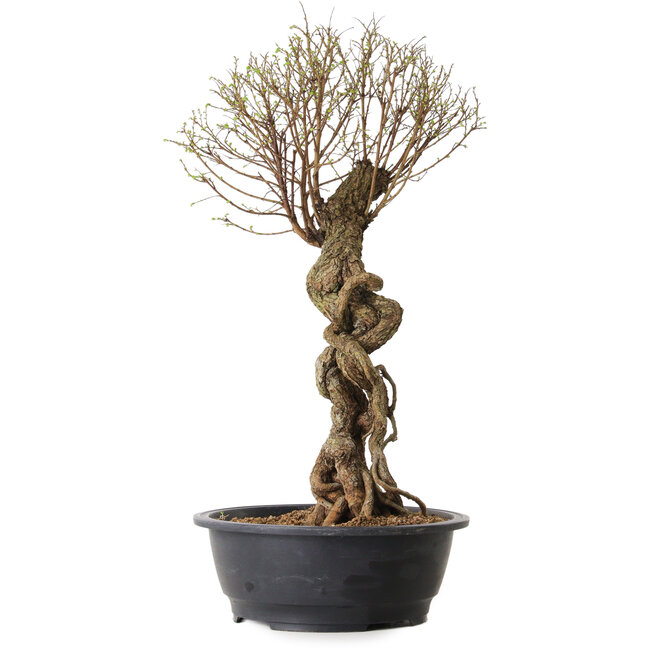 Ulmus parvifolia Nire, 54 cm, ± 8 years old