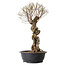 Ulmus parvifolia Nire, 54 cm, ± 8 years old