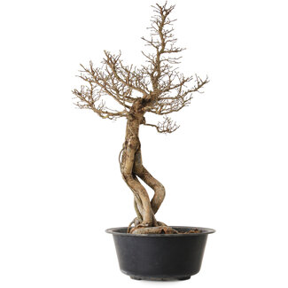 Ulmus parvifolia Nire, 64 cm, ± 8 anni