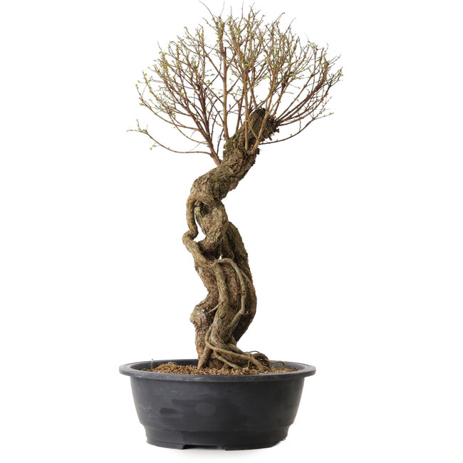 Ulmus parvifolia Nire, 54 cm, ± 8 years old