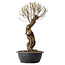 Ulmus parvifolia Nire, 54 cm, ± 8 years old