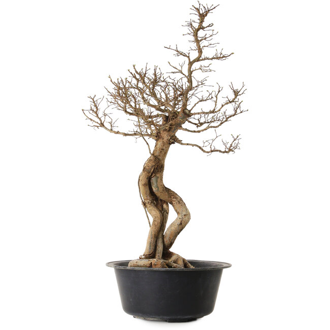Ulmus parvifolia Nire, 64 cm, ± 8 ans