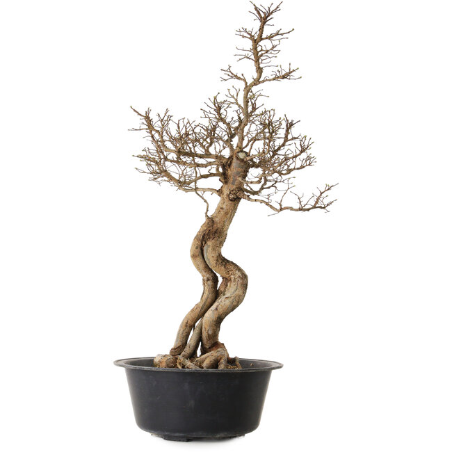 Ulmus parvifolia Nire, 64 cm, ± 8 anni