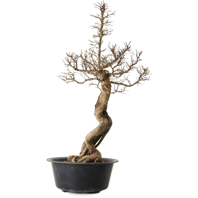 Ulmus parvifolia Nire, 64 cm, ± 8 anni